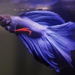 Simple Tips to Keep Your Betta Fish Safe in Your Home