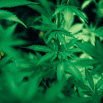 Getting Started With Cannabis Cultivation