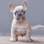 How do you breed lilac French Bulldog