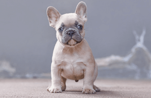 How do you breed lilac French Bulldog
