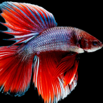 <strong>How to Choose the Best Betta Fish Kind for Your Aquarium?</strong>