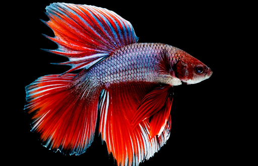 How to Choose the Best Betta Fish Kind for Your Aquarium
