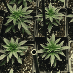 How to Grow Autoflowering Feminized Pot Seeds